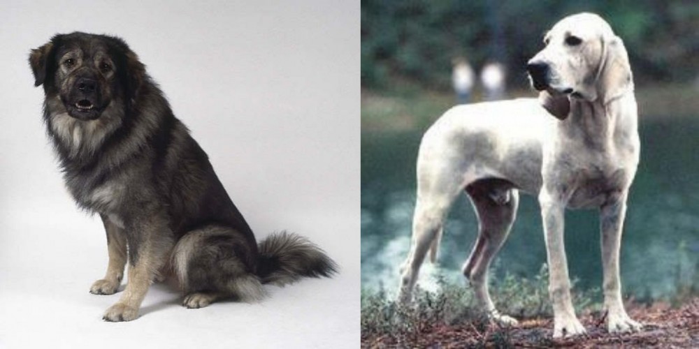 Porcelaine vs Istrian Sheepdog - Breed Comparison