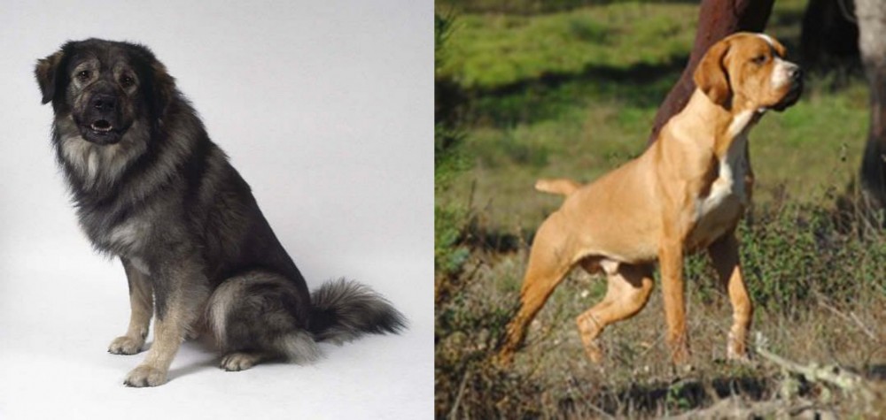 Portuguese Pointer vs Istrian Sheepdog - Breed Comparison