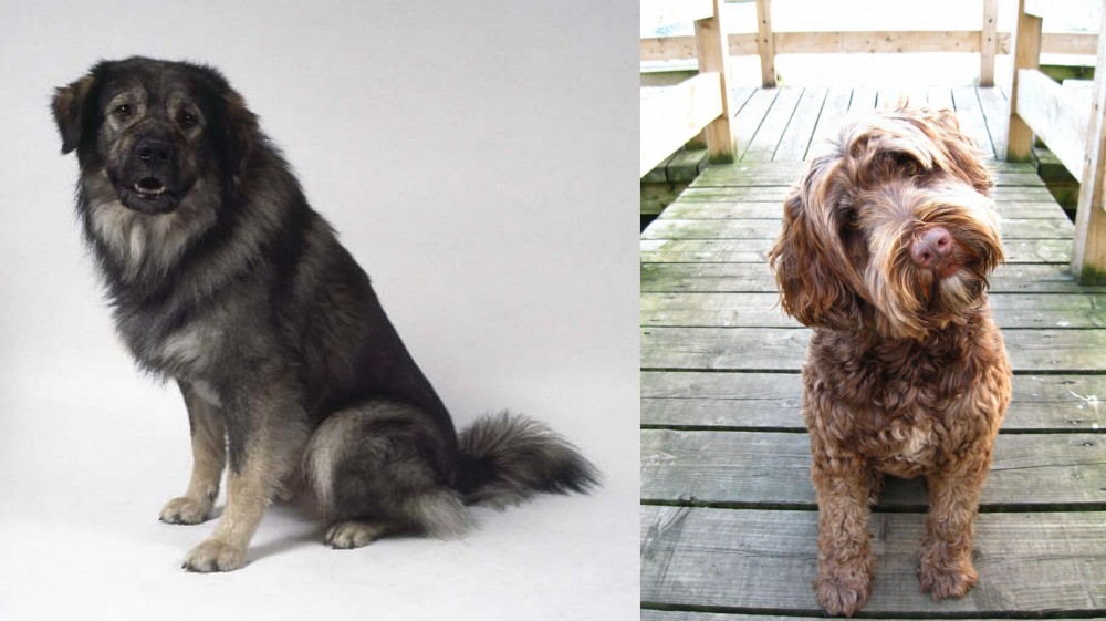 Portuguese Water Dog vs Istrian Sheepdog - Breed Comparison