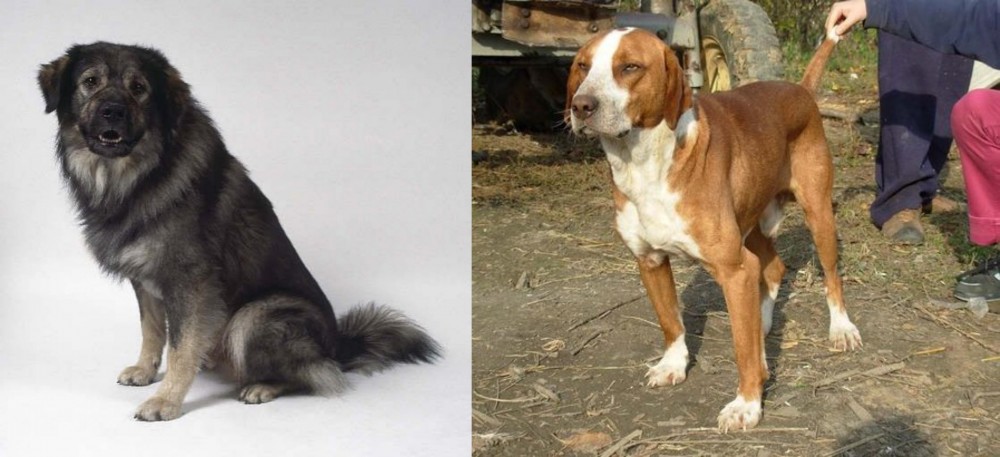 Posavac Hound vs Istrian Sheepdog - Breed Comparison