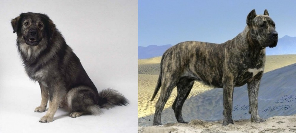 Presa Canario vs Istrian Sheepdog - Breed Comparison