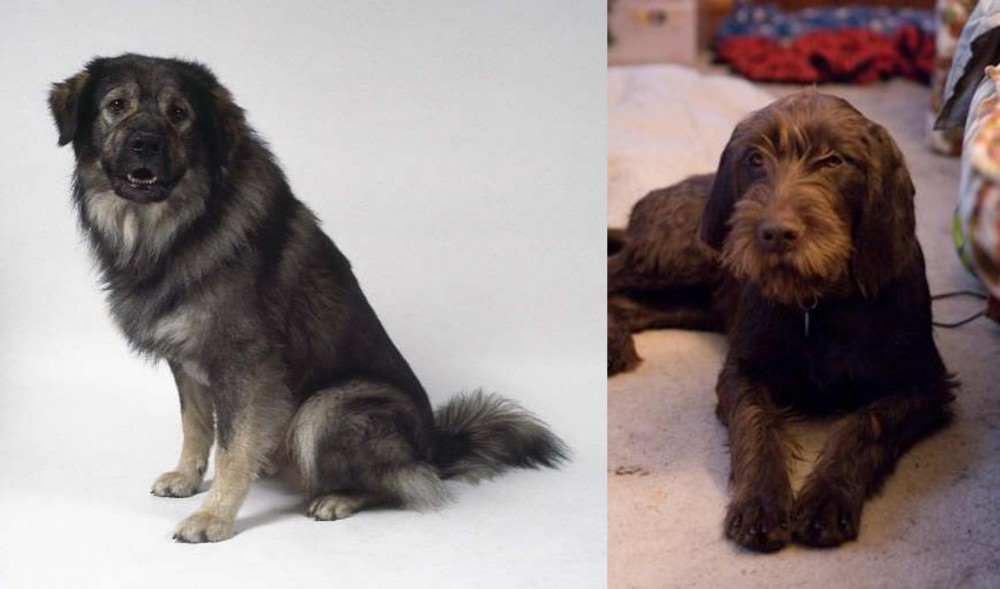 Pudelpointer vs Istrian Sheepdog - Breed Comparison