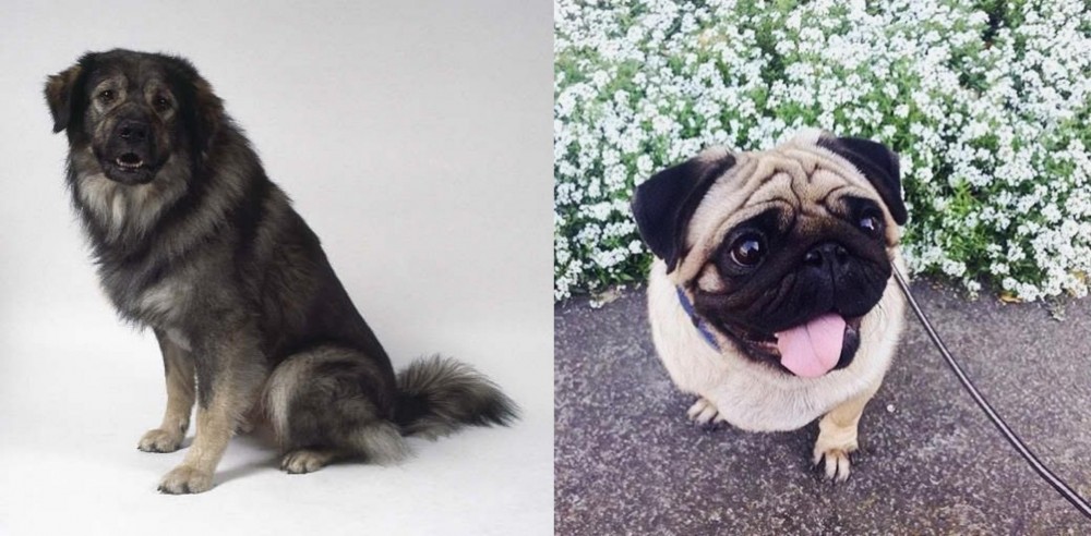 Pug vs Istrian Sheepdog - Breed Comparison