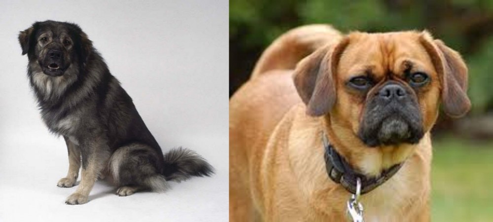 Pugalier vs Istrian Sheepdog - Breed Comparison