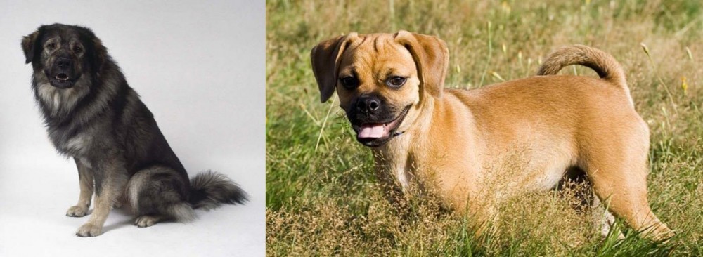 Puggle vs Istrian Sheepdog - Breed Comparison