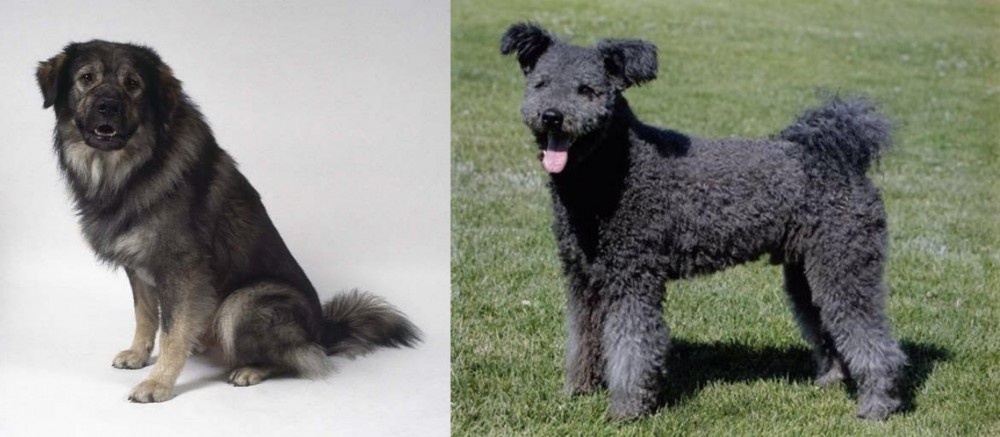 Pumi vs Istrian Sheepdog - Breed Comparison