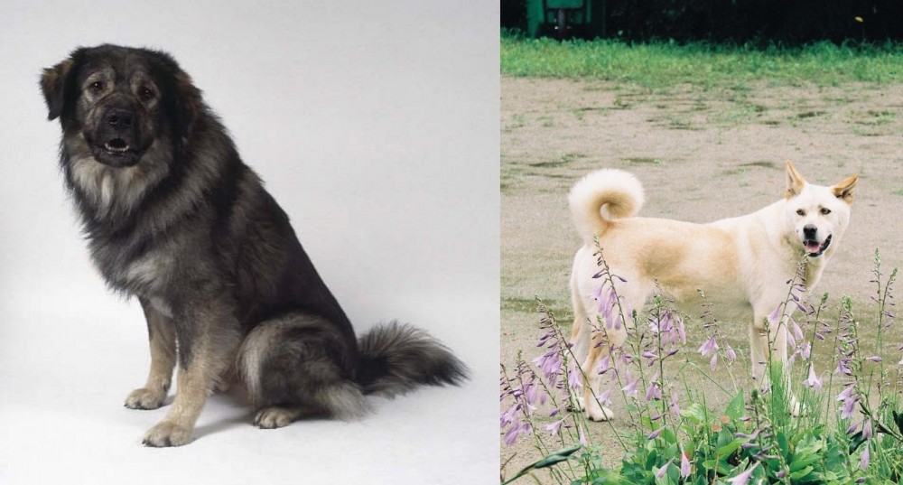 Pungsan Dog vs Istrian Sheepdog - Breed Comparison
