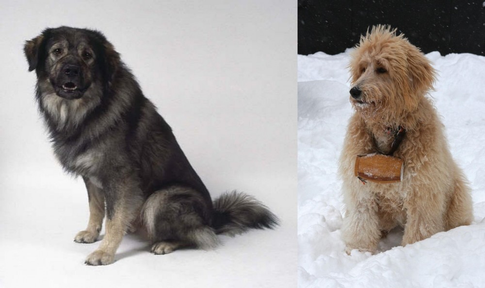 Pyredoodle vs Istrian Sheepdog - Breed Comparison