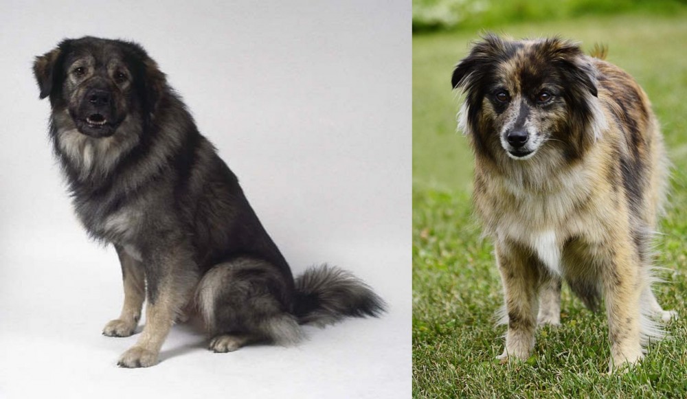 Pyrenean Shepherd vs Istrian Sheepdog - Breed Comparison
