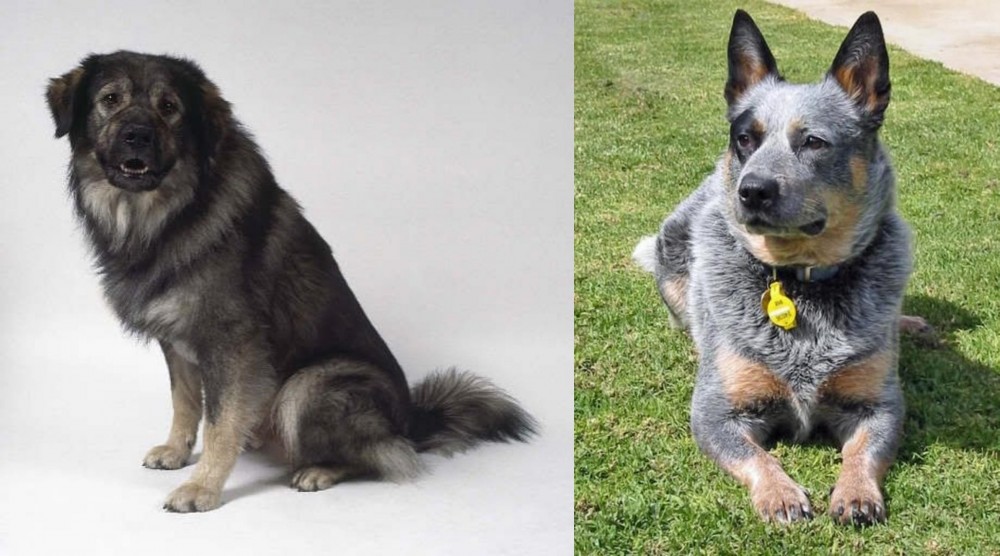 Queensland Heeler vs Istrian Sheepdog - Breed Comparison