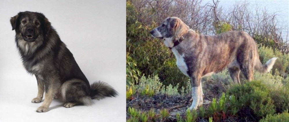 Rafeiro do Alentejo vs Istrian Sheepdog - Breed Comparison