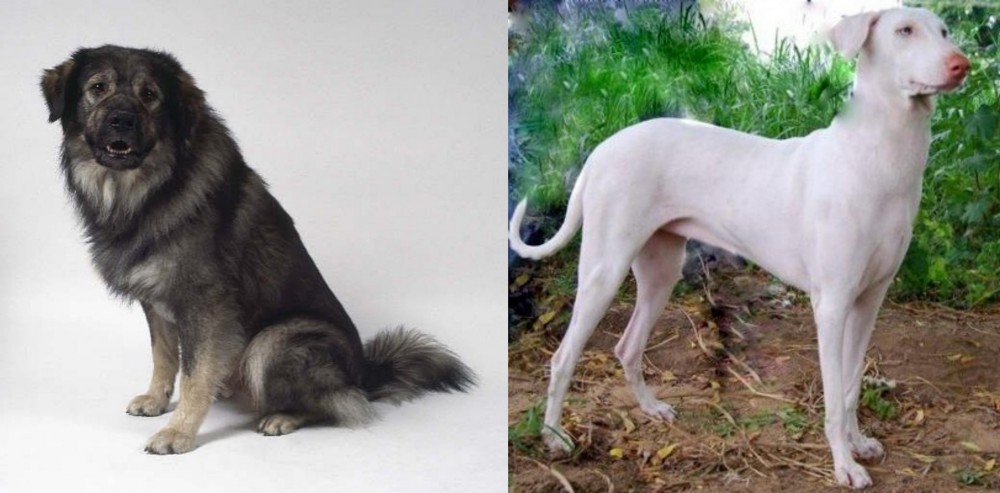 Rajapalayam vs Istrian Sheepdog - Breed Comparison