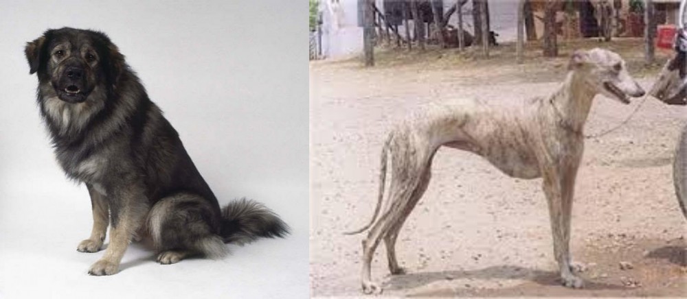 Rampur Greyhound vs Istrian Sheepdog - Breed Comparison