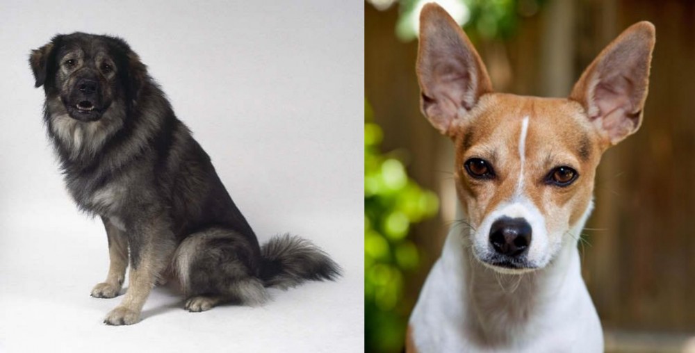 Rat Terrier vs Istrian Sheepdog - Breed Comparison