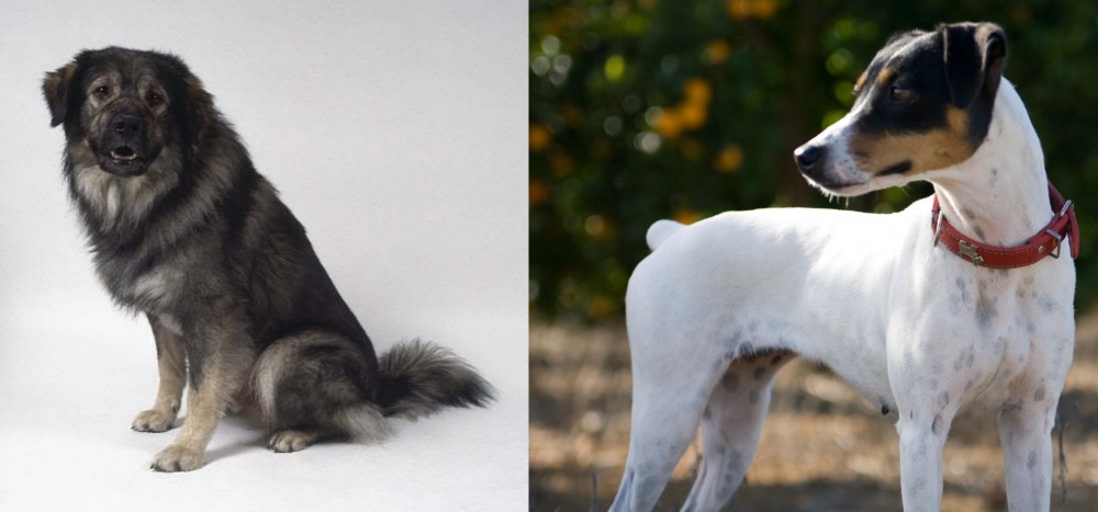 Ratonero Bodeguero Andaluz vs Istrian Sheepdog - Breed Comparison