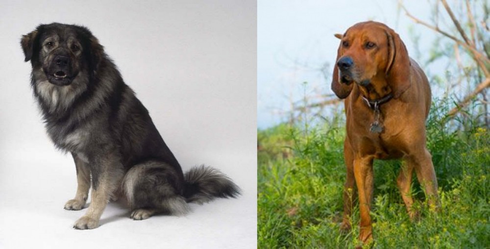 Redbone Coonhound vs Istrian Sheepdog - Breed Comparison