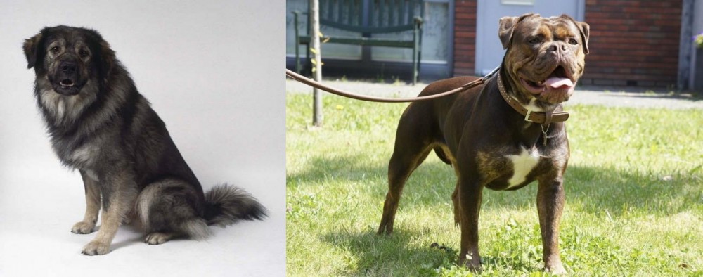 Renascence Bulldogge vs Istrian Sheepdog - Breed Comparison