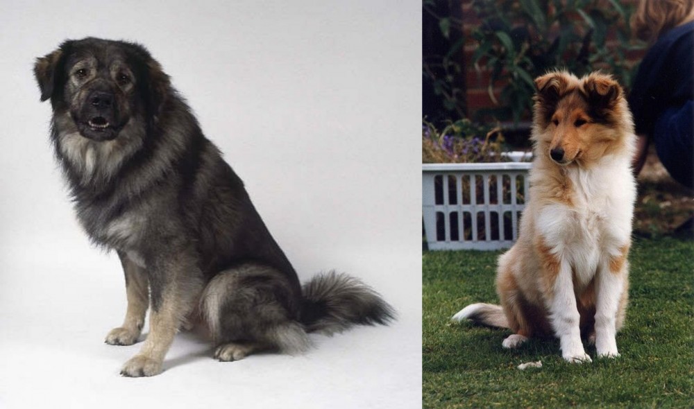 Rough Collie vs Istrian Sheepdog - Breed Comparison