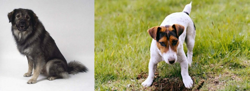 Russell Terrier vs Istrian Sheepdog - Breed Comparison