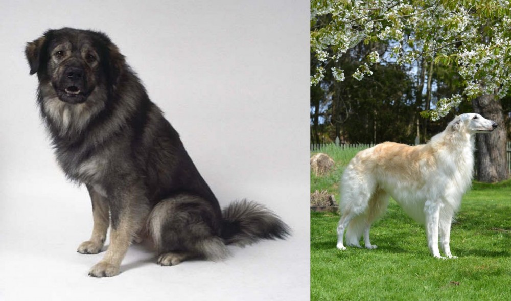 Russian Hound vs Istrian Sheepdog - Breed Comparison