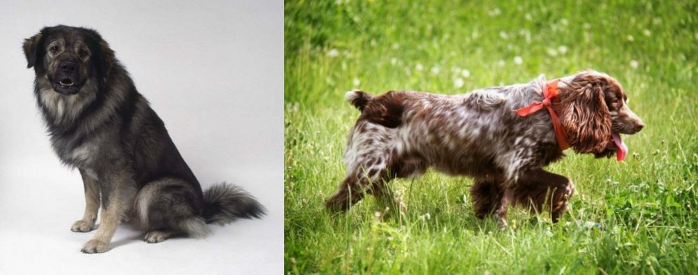 Russian Spaniel vs Istrian Sheepdog - Breed Comparison
