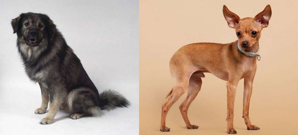 Russian Toy Terrier vs Istrian Sheepdog - Breed Comparison