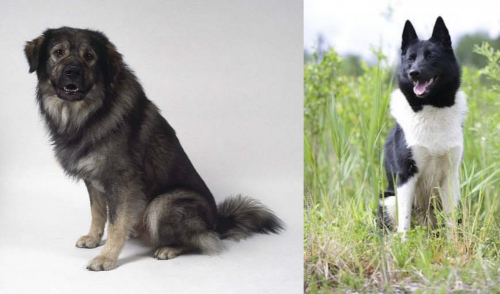 Russo-European Laika vs Istrian Sheepdog - Breed Comparison