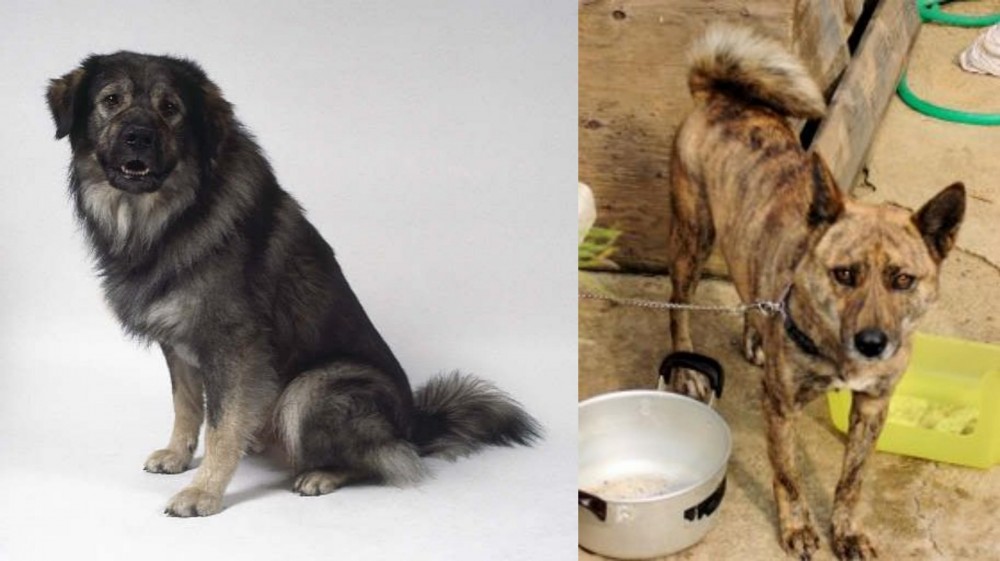 Ryukyu Inu vs Istrian Sheepdog - Breed Comparison