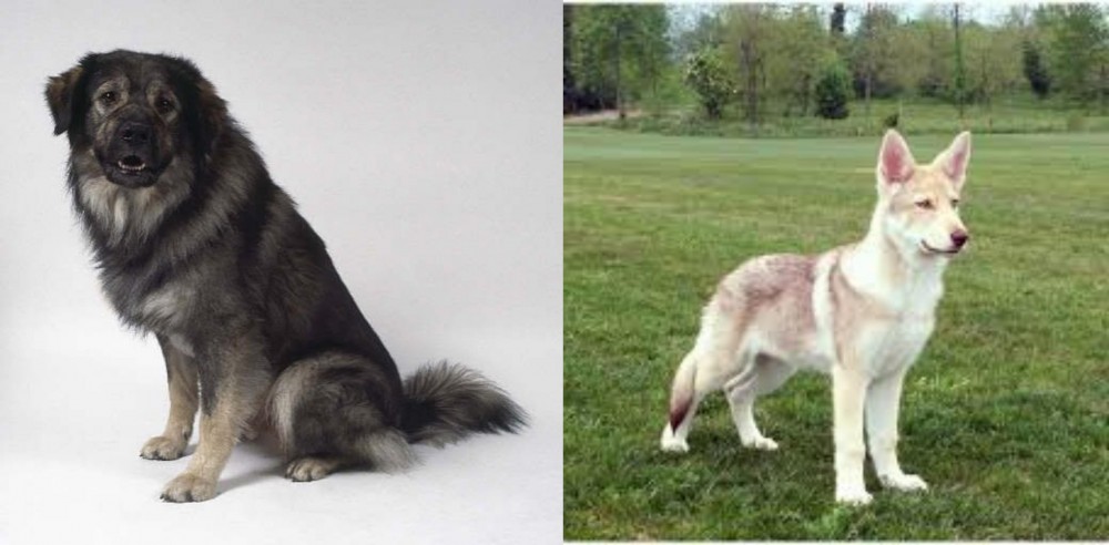 Saarlooswolfhond vs Istrian Sheepdog - Breed Comparison