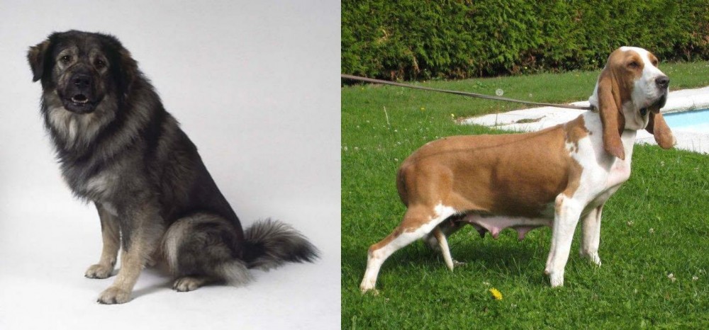 Sabueso Espanol vs Istrian Sheepdog - Breed Comparison