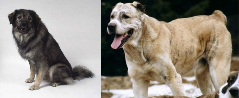 Sage Koochee vs Istrian Sheepdog - Breed Comparison