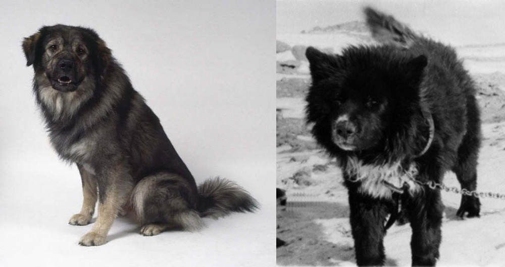 Sakhalin Husky vs Istrian Sheepdog - Breed Comparison