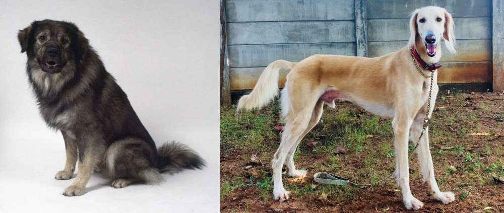 Saluki vs Istrian Sheepdog - Breed Comparison