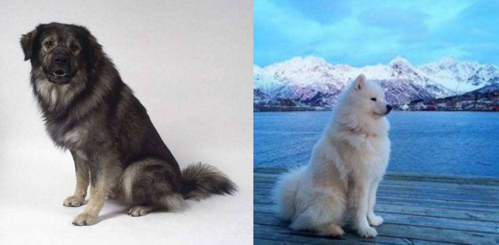 Samoyed vs Istrian Sheepdog - Breed Comparison