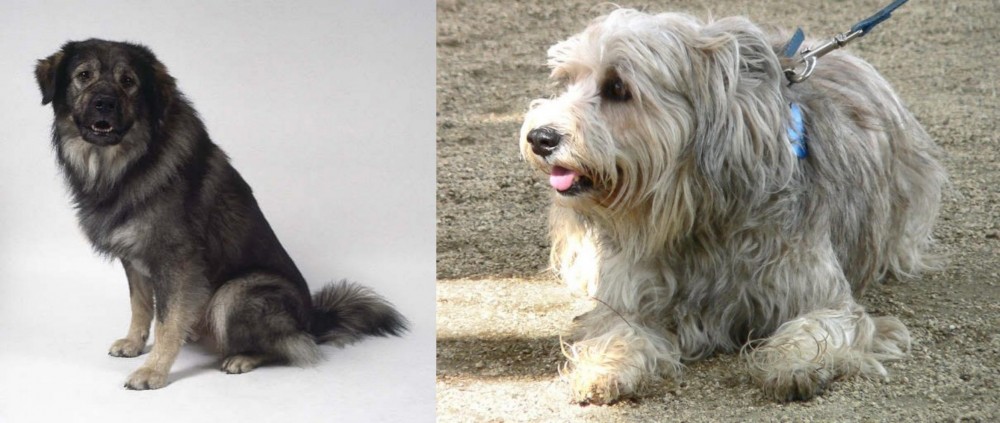 Sapsali vs Istrian Sheepdog - Breed Comparison