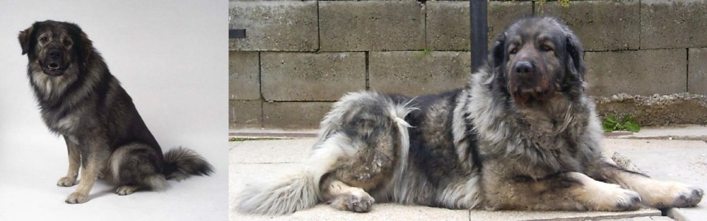 Sarplaninac vs Istrian Sheepdog - Breed Comparison