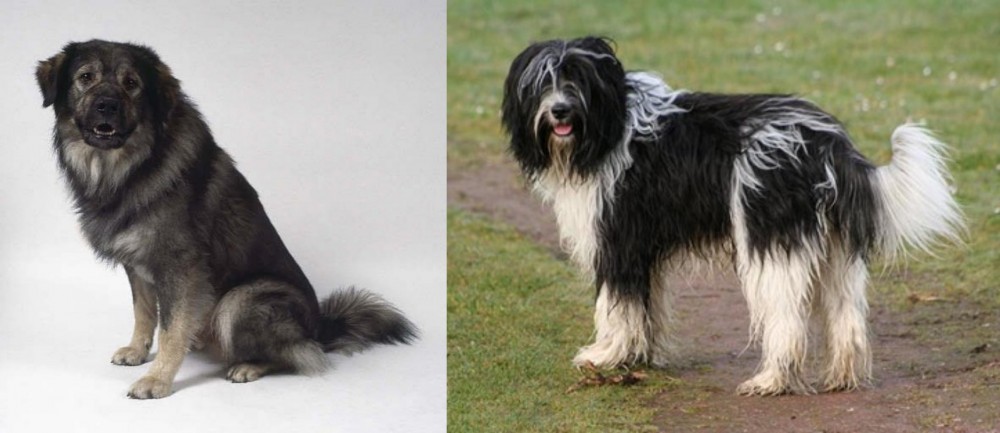 Schapendoes vs Istrian Sheepdog - Breed Comparison