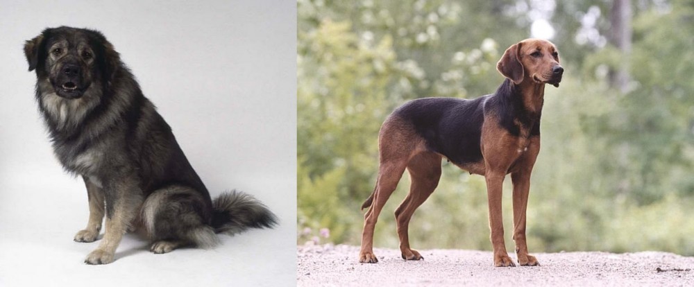 Schillerstovare vs Istrian Sheepdog - Breed Comparison