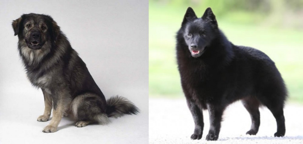 Schipperke vs Istrian Sheepdog - Breed Comparison