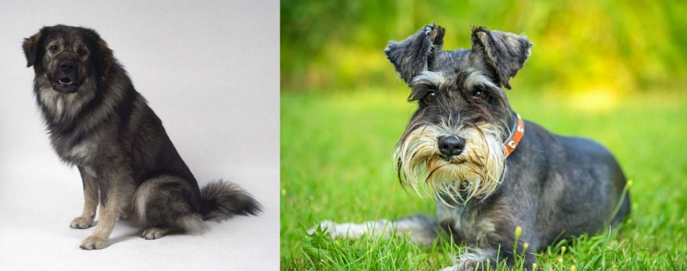 Schnauzer vs Istrian Sheepdog - Breed Comparison