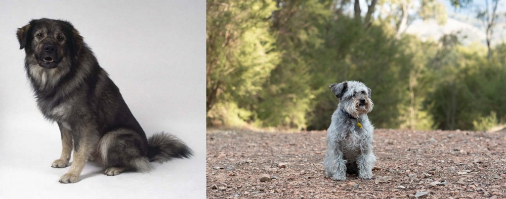 Schnoodle vs Istrian Sheepdog - Breed Comparison