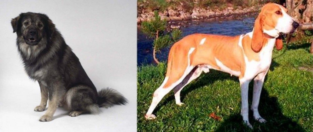 Schweizer Laufhund vs Istrian Sheepdog - Breed Comparison
