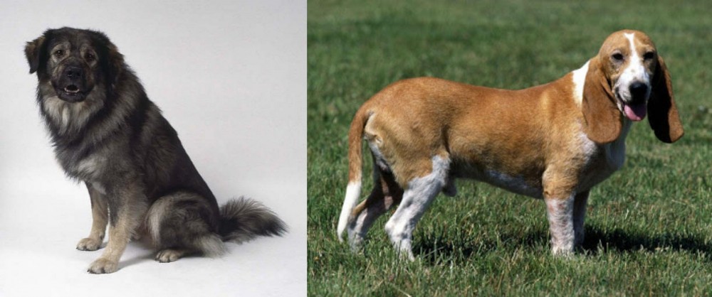 Schweizer Niederlaufhund vs Istrian Sheepdog - Breed Comparison