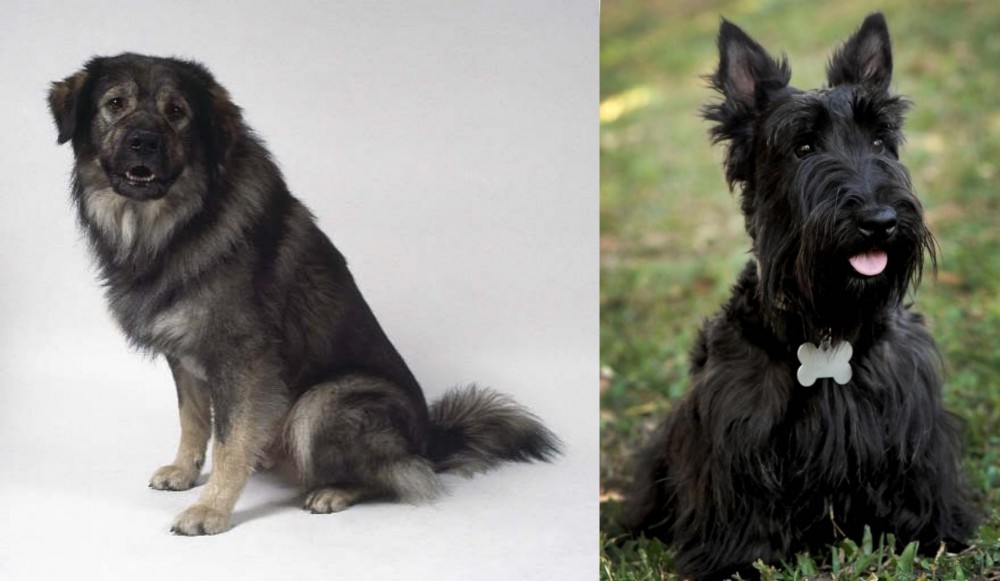 Scoland Terrier vs Istrian Sheepdog - Breed Comparison