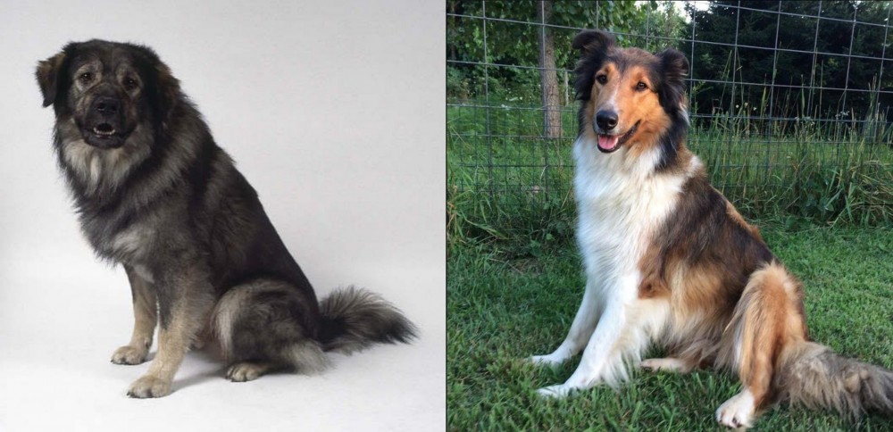 Scotch Collie vs Istrian Sheepdog - Breed Comparison