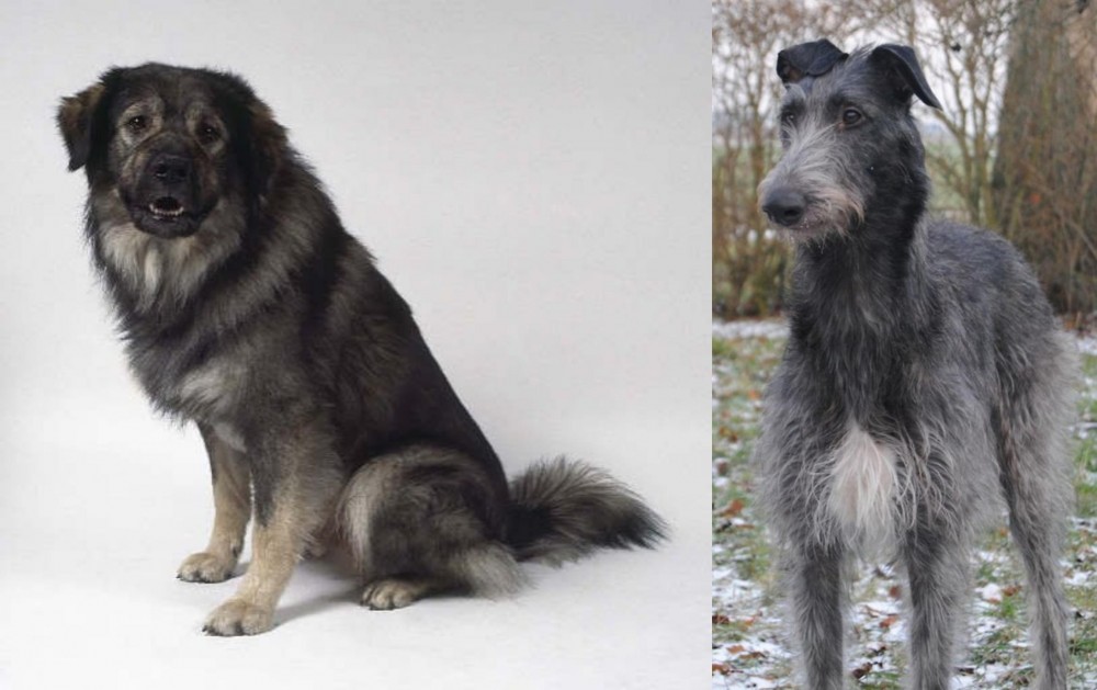 Scottish Deerhound vs Istrian Sheepdog - Breed Comparison