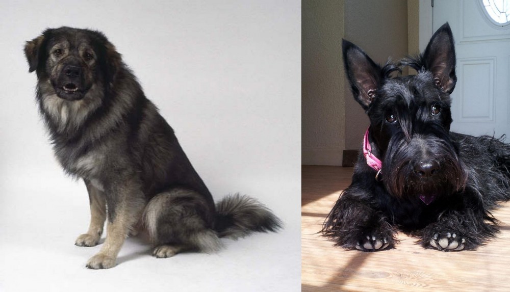 Scottish Terrier vs Istrian Sheepdog - Breed Comparison