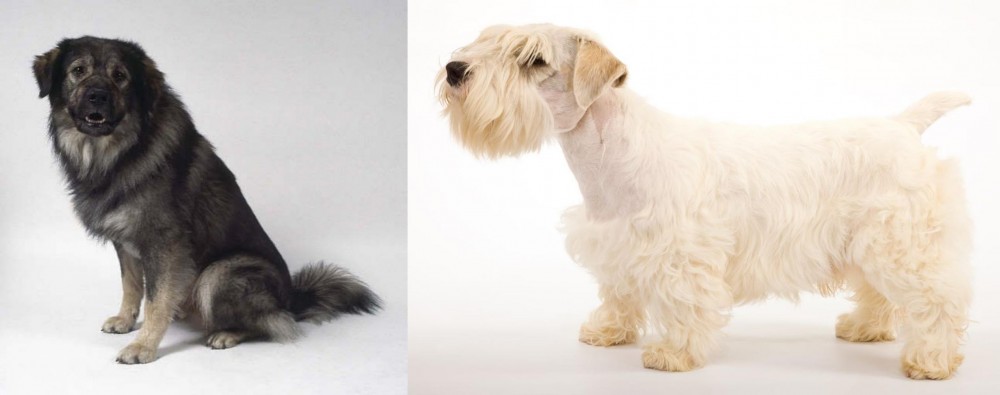 Sealyham Terrier vs Istrian Sheepdog - Breed Comparison