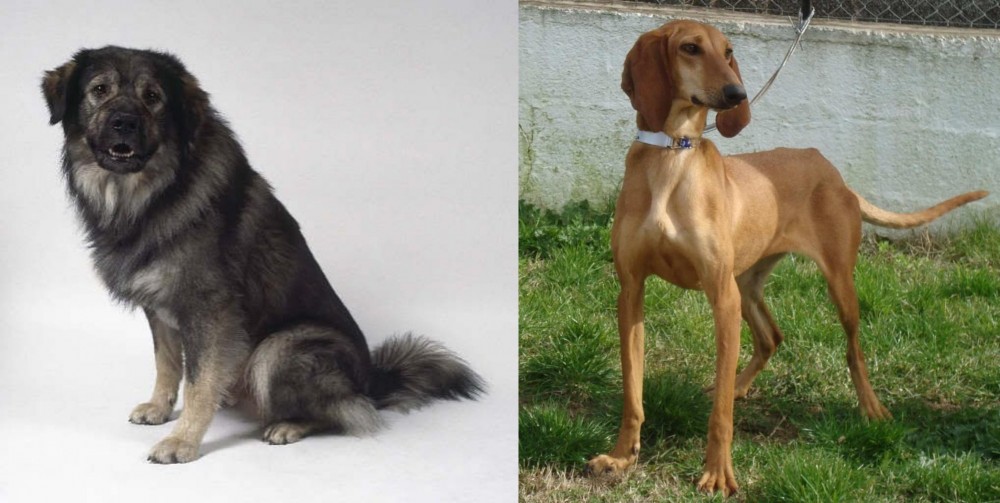 Segugio Italiano vs Istrian Sheepdog - Breed Comparison