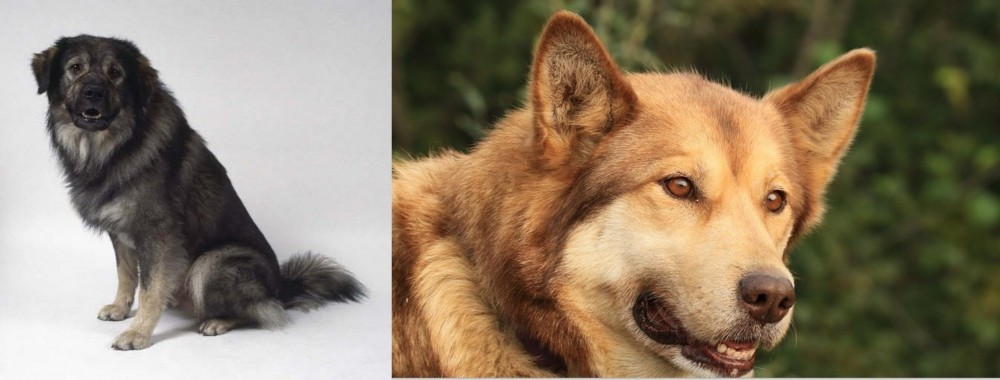 Seppala Siberian Sleddog vs Istrian Sheepdog - Breed Comparison